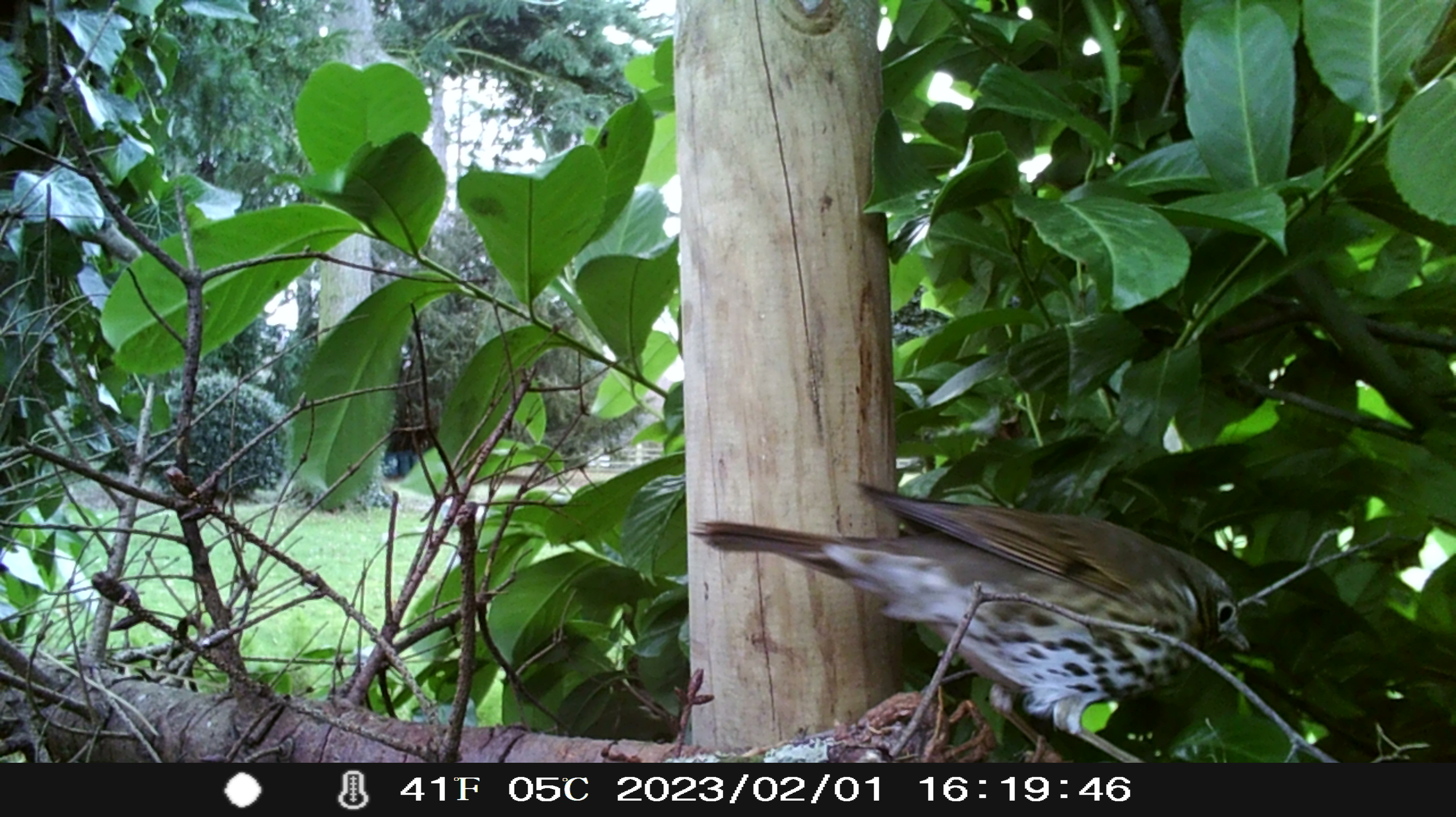 In our lunchtimes this term we have also been setting up the wildlife camera trap in different places to see what creatures are around.